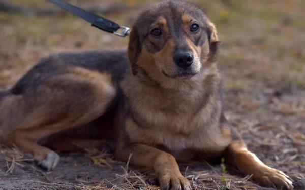 Dresor din Cluj, filmat cum lovește un câine: Anchetă după furia online