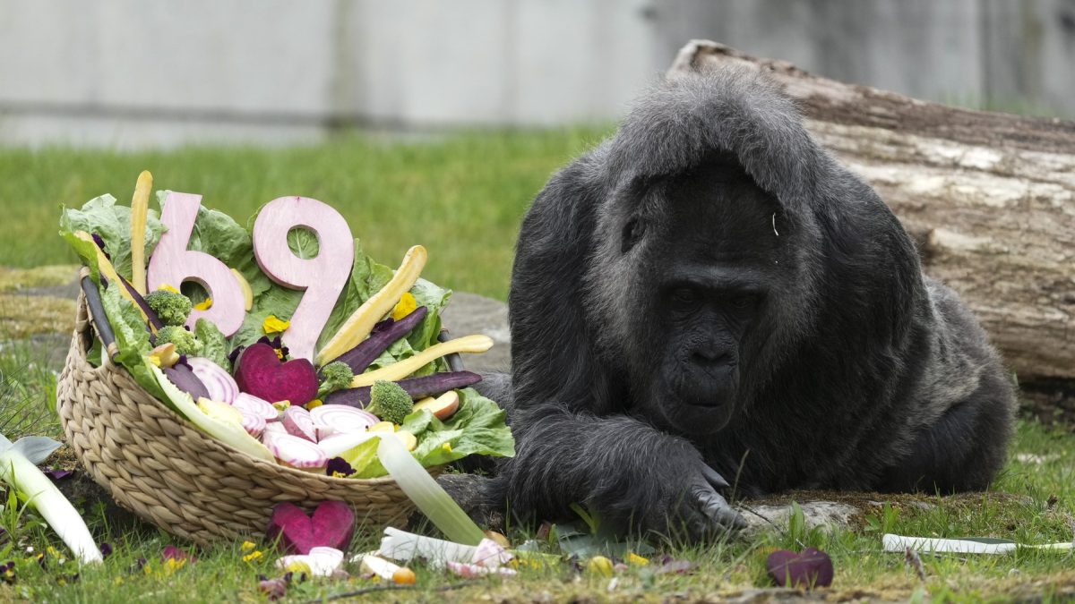 Gorila Record din Zoo Berlin a împlinit o vârstă impresionantă