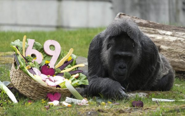 Gorila Record din Zoo Berlin a împlinit o vârstă impresionantă