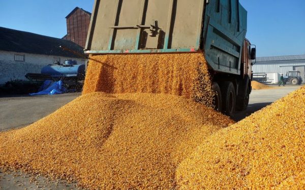 Record pentru traderii români de cereale în 2025: Agropec Dionis, explozie de profit