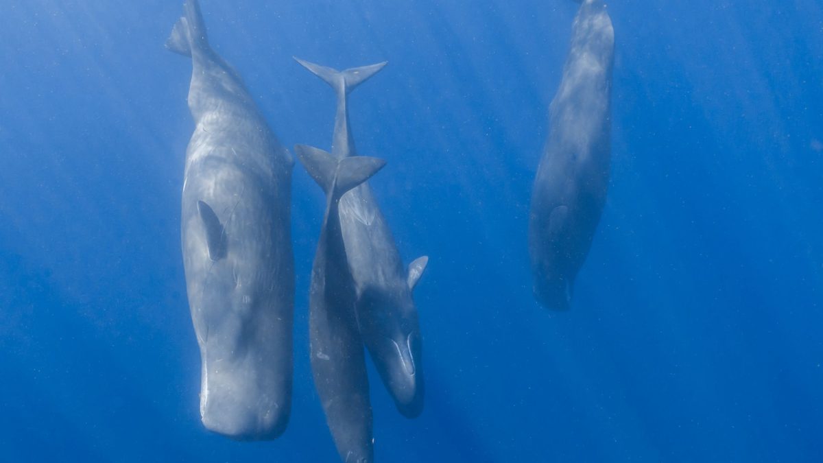 Cașaloții comunică! Cercetătorii au auzit sunete asemănătoare cu cele umane