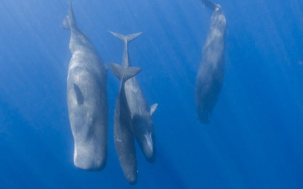 Cașaloții comunică! Cercetătorii au auzit sunete asemănătoare cu cele umane