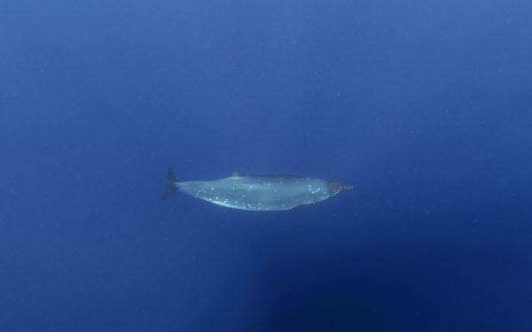 Creatură misterioasă din adâncuri: Cercetătorii, puși pe gânduri după 150 de ani