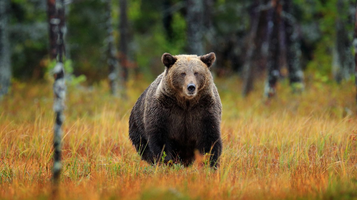 Urşii, vânați mai mult! Parlamentarii decid dublarea cotei pentru 2026