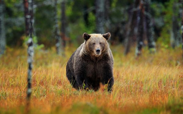 Urşii, vânați mai mult! Parlamentarii decid dublarea cotei pentru 2026