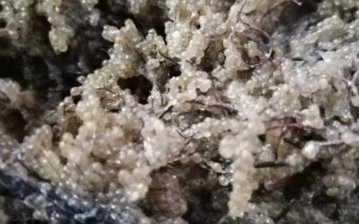 Agenția de presă Rador anunță că au debutat primele etape ale programului de refacere a stocurilor de șalău din Complexul Razim–Sinoie, în luna martie a acestui an