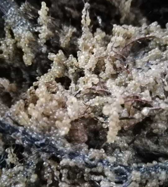 Agenția de presă Rador anunță că au debutat primele etape ale programului de refacere a stocurilor de șalău din Complexul Razim–Sinoie, în luna martie a acestui an