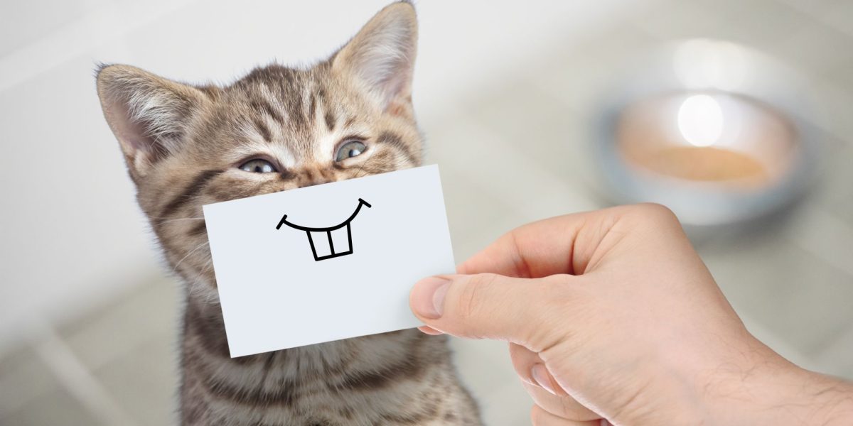 Umorul, cheia pentru o bătrânețe sănătoasă și longevități