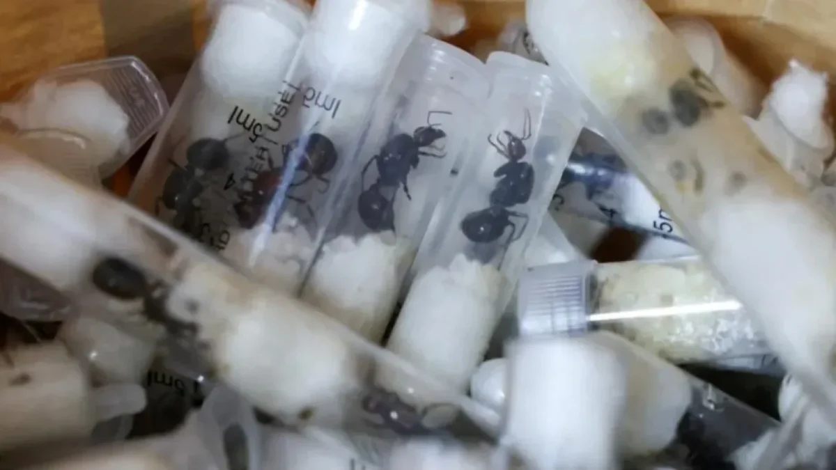 Furnizorul de furnici africane, în spatele gratiilor: Un an de închisoare