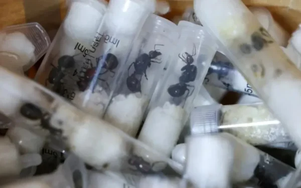 Furnizorul de furnici africane, în spatele gratiilor: Un an de închisoare