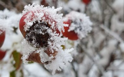 Iarna se instalează din nou peste România, aducând ninsori, brumă și temperaturi negative, potrivit ultimelor avertizări meteorologice