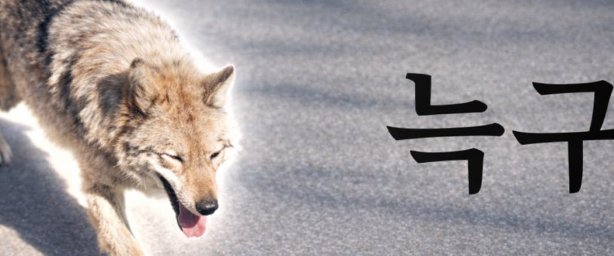 Lupul fugar din Coreea de Sud, star al unui „meme coin”. Reacție dură de la președinte