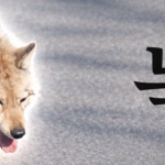 Lupul fugar din Coreea de Sud, star al unui „meme coin”. Reacție dură de la președinte