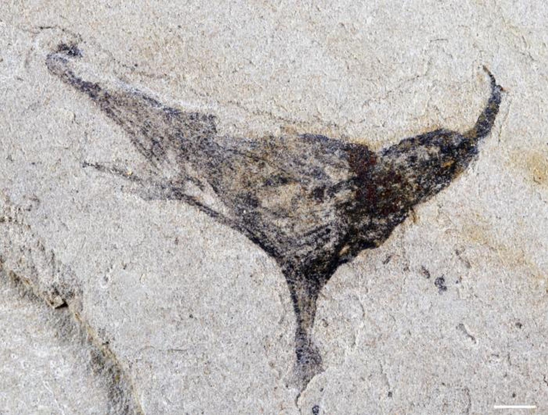Fosile din China schimbă perspectiva asupra începuturilor vieții complexe O descoperire recentă în sud-vestul Chinei aduce lumină asupra unui capitol esențial din evoluția vieții pe Pământ