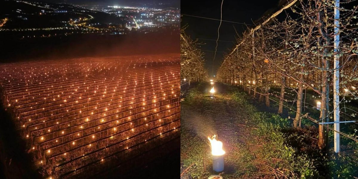 A vrut să scape cireșele de îngheț: A ars 40.000 de euro