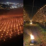 A vrut să scape cireșele de îngheț: A ars 40.000 de euro