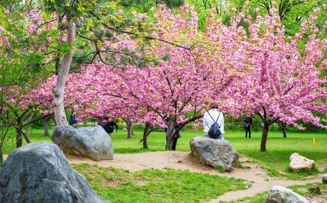 Hanami ca la Tokyo, în Parcul Regele Mihai I din București