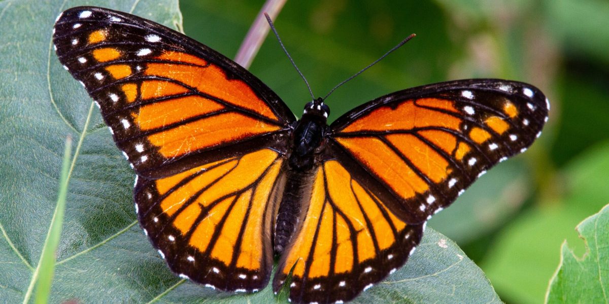 Expoziția cu fluturi „COCON” se redeschide la Muzeul Antipa din București, începând cu 10 aprilie, după anunțul făcut de conducerea instituției