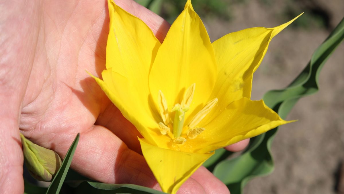 Floare rară, spectacol pe Dunăre: Cazanele, din ce în ce mai bogate!