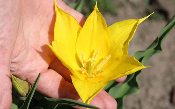 Floare rară, spectacol pe Dunăre: Cazanele, din ce în ce mai bogate!