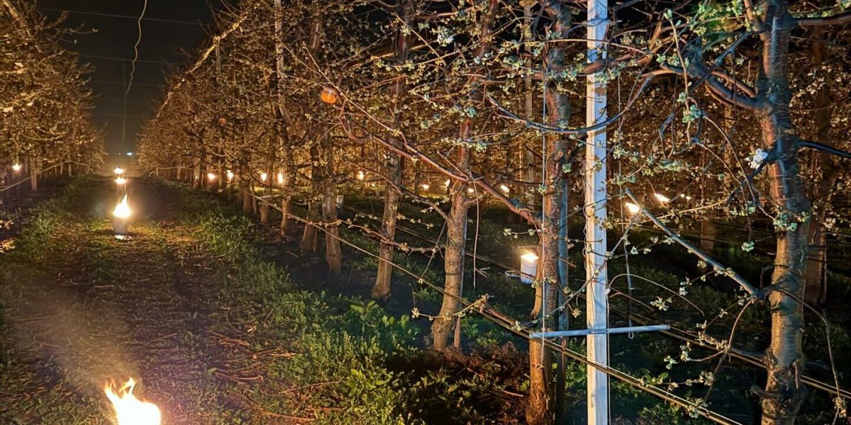 Arderea de 40.000 de euro: fermierii, la luptă cu înghețul pentru cireși