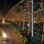 Arderea de 40.000 de euro: fermierii, la luptă cu înghețul pentru cireși