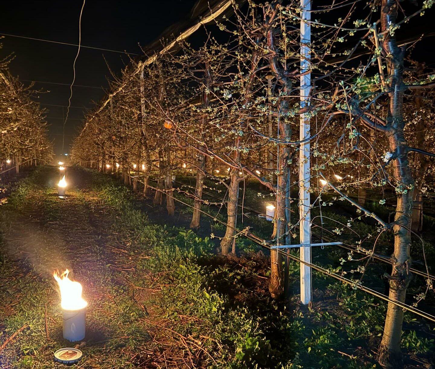 Arderea de 40.000 de euro: fermierii, la luptă cu înghețul pentru cireși