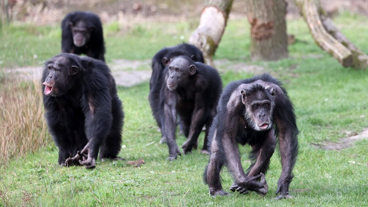 Cimpanzeii au rupt legătura în 2018: O poveste tristă din sălbăticie!