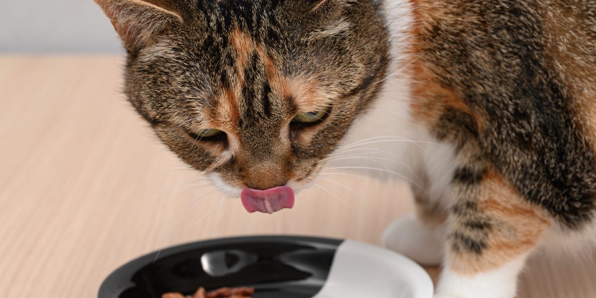 Știința confirmă: De ce e bine să încălzești mâncarea pentru pisica ta