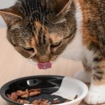Știința confirmă: De ce e bine să încălzești mâncarea pentru pisica ta