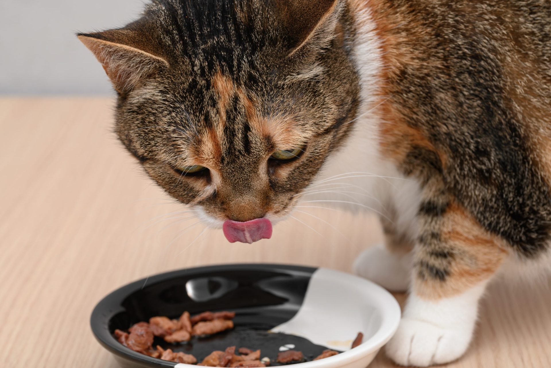 Știința confirmă: De ce e bine să încălzești mâncarea pentru pisica ta