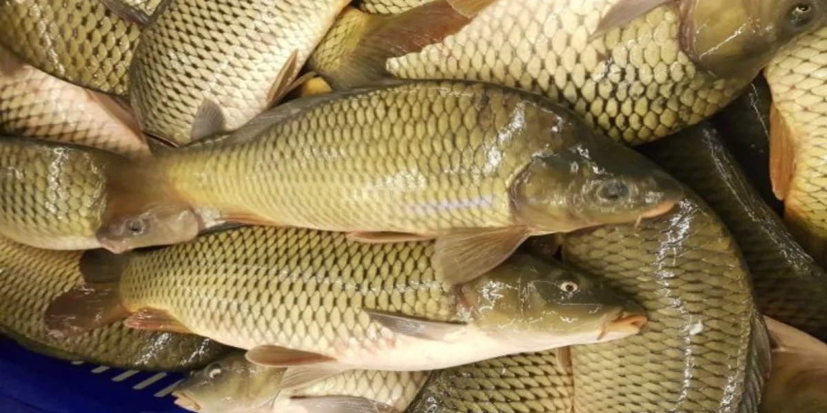 Pescarii tulceni au majorat prețul pentru capturile proprii, o decizie aparent simplă, dar cu impact considerabil asupra întregii provincii