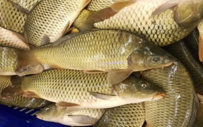 Pescarii tulceni au majorat prețul pentru capturile proprii, o decizie aparent simplă, dar cu impact considerabil asupra întregii provincii