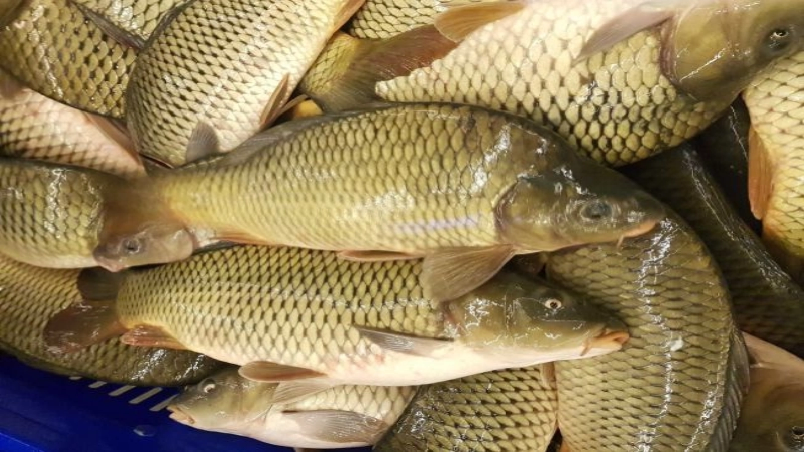 Pescarii tulceni au majorat prețul pentru capturile proprii, o decizie aparent simplă, dar cu impact considerabil asupra întregii provincii