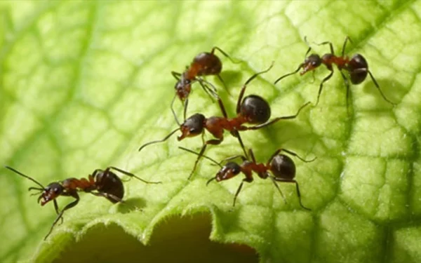 Cofeina, arma secretă împotriva dăunătorilor: Cercetătorii fac o descoperire crucială