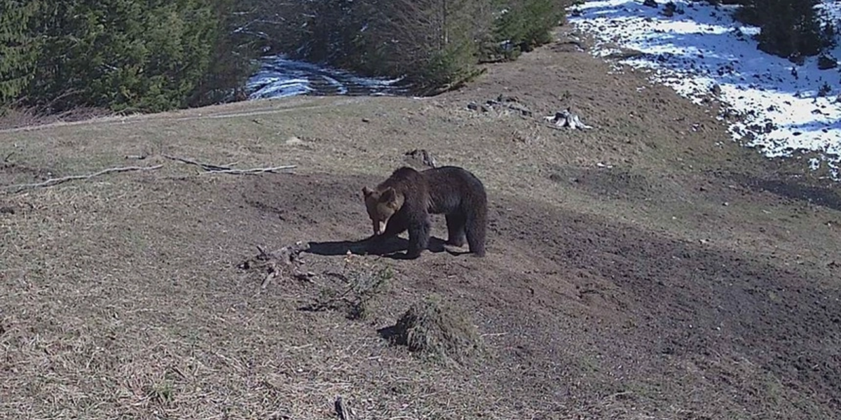 Pui de urs, găsit la Cavnic: Jandarii Montani au intervenit pentru relocare