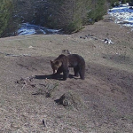 Pui de urs, găsit la Cavnic: Jandarii Montani au intervenit pentru relocare