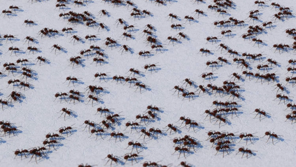 Furnicile, șocate de cafeină: Ce au descoperit cercetătorii