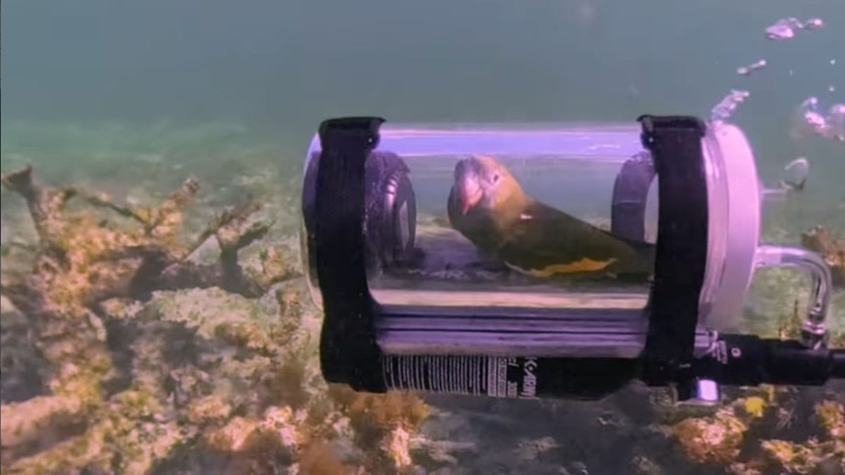 Bărbat inventiv: Submarin pentru papagal. Acesta va explora viața subacvatică