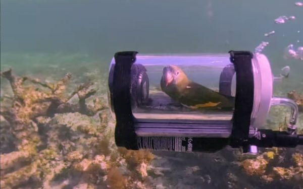 Bărbat inventiv: Submarin pentru papagal. Acesta va explora viața subacvatică