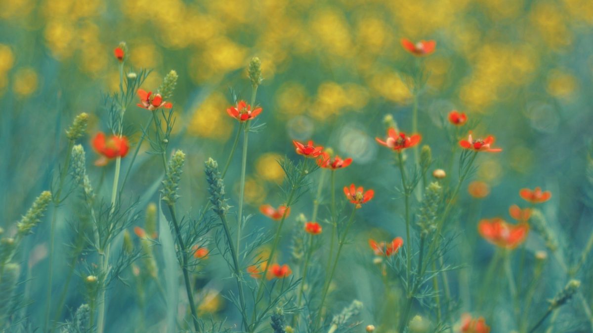 ANM anunță vremea de 1 Mai: Românii, așteptați de soare și temperaturi blânde