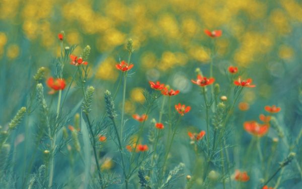 ANM anunță vremea de 1 Mai: Românii, așteptați de soare și temperaturi blânde