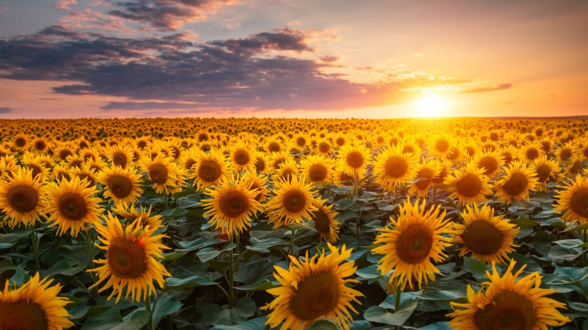 De ce au norii forme diferite? Test de cultură generală