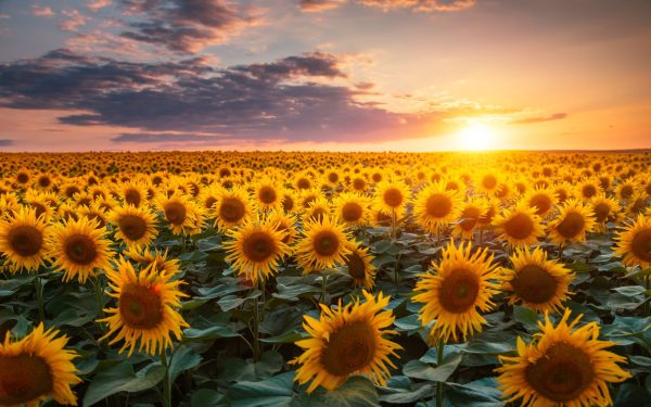 De ce au norii forme diferite? Test de cultură generală