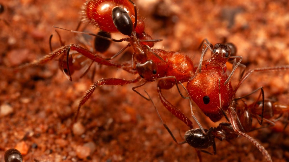 Cercetătorii, șocați: au descoperit un comportament NOU la furnici
