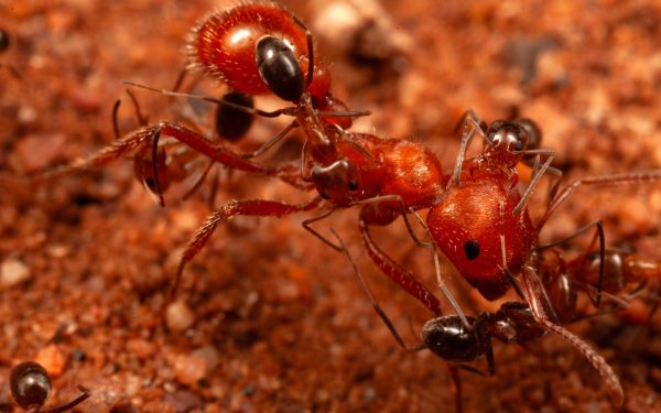 Cercetătorii, șocați: au descoperit un comportament NOU la furnici