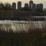 București: Oaza sălbatică Văcărești, admirată de jurnaliștii Bloomberg