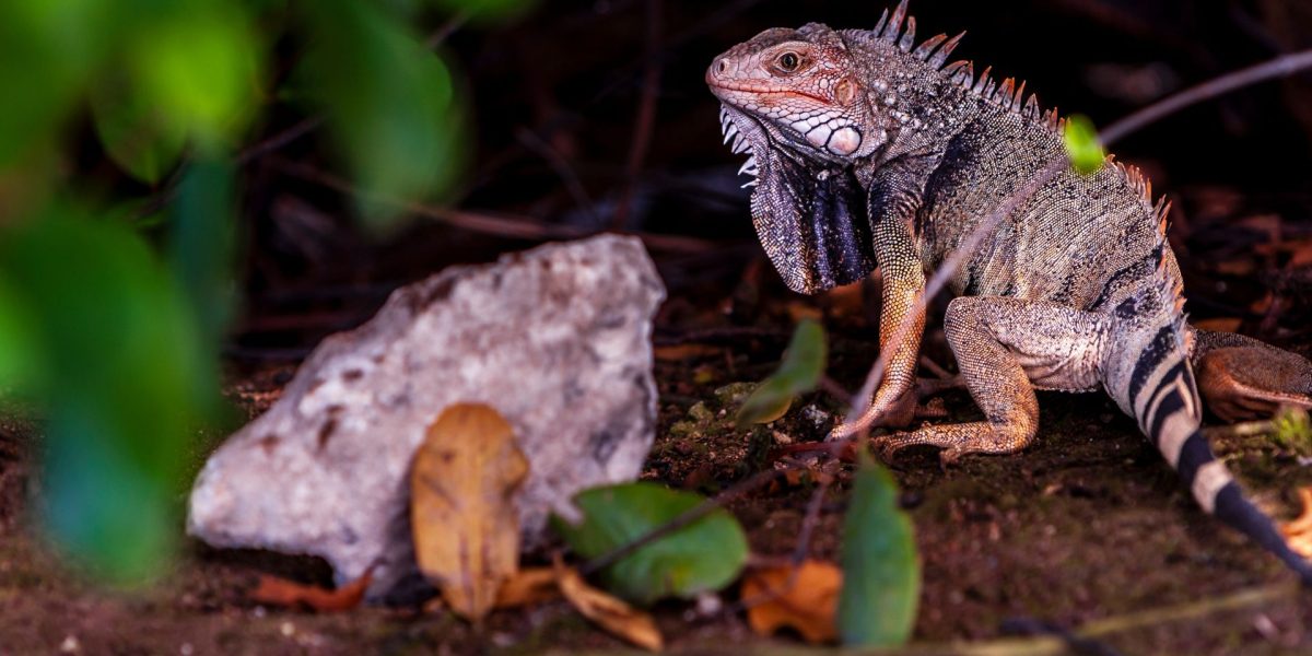 Ochii vertebratelor, un mister dezvăluit: Totul a pornit de la un singur ochi?