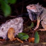 Ochii vertebratelor, un mister dezvăluit: Totul a pornit de la un singur ochi?