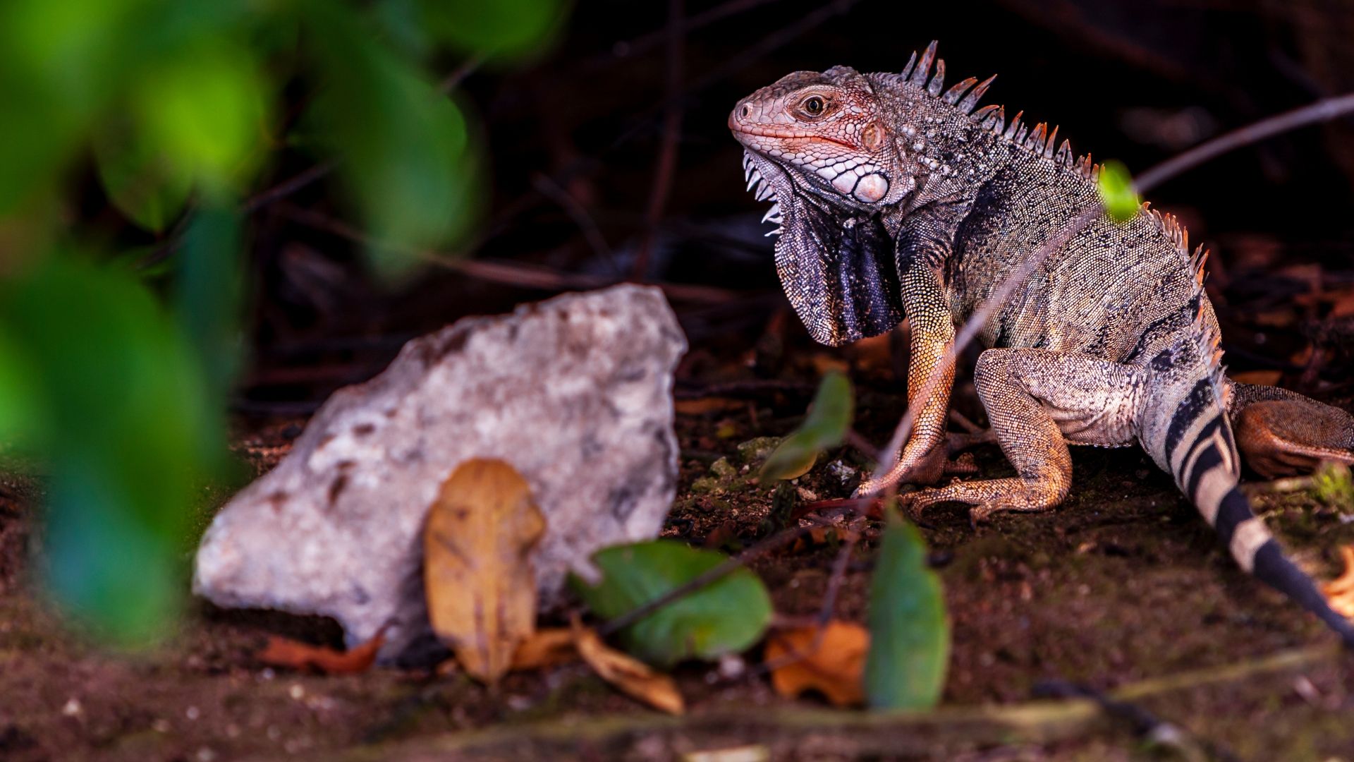 Ochii vertebratelor, un mister dezvăluit: Totul a pornit de la un singur ochi?